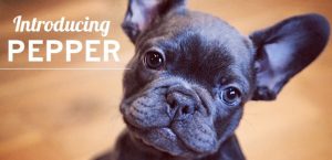 Wild Wash Puppy Pepper The French Bulldog