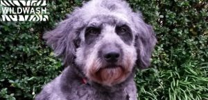 Lollie's WildWash Testimonial