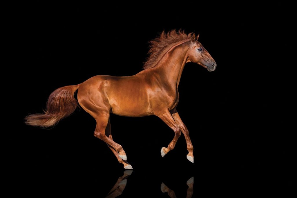 WildWash Brown Horse for 2016 New Face of WildWash Competition
