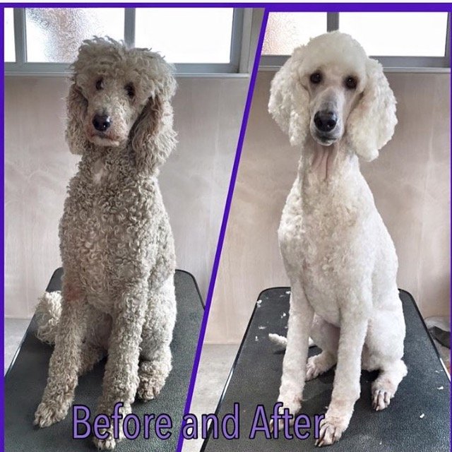 Before and after-for-WildWashPetShampoo