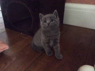 New kitten