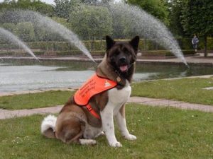 vote for flora-at-pup-aid