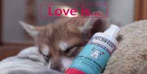 WildWash PuppyLove Ad