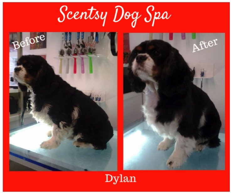 Dylan's before and after experience with WildWash Shampoo