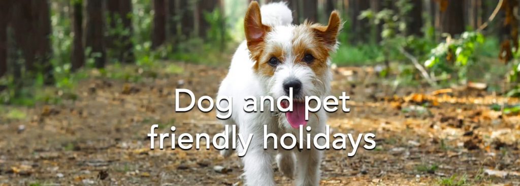dog forest holidays