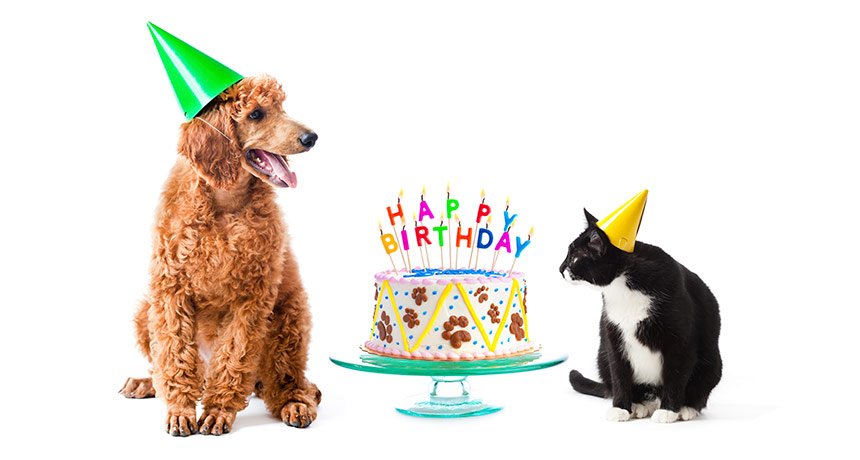 birthday cakes for dogs and cats