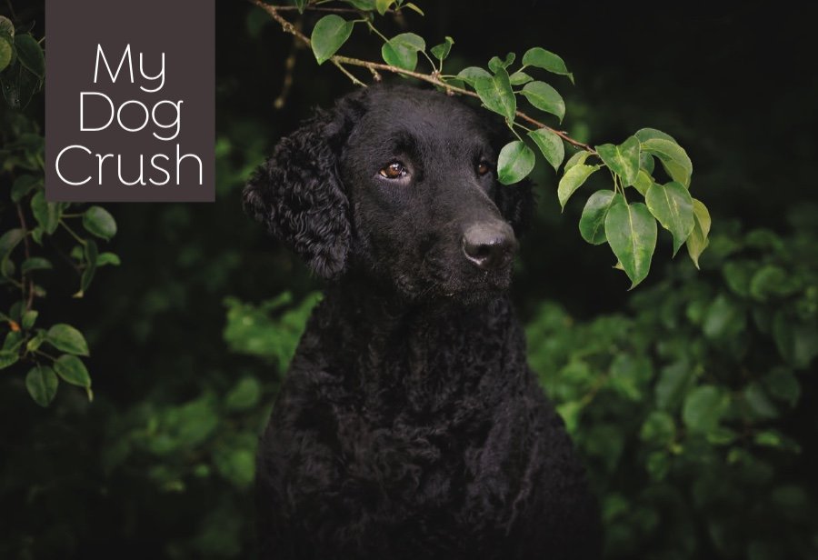 My Dog Crush Article with WIldWash Pet Shampoo