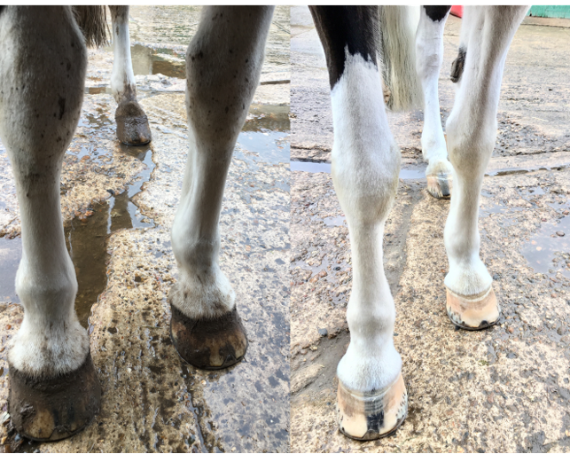 Equine Whitening Shampoo review for WildWash Horse