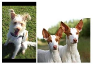 Stand with WildWash Pet Shampoo in out fight again Spain's cruel treatment of Podecos dogs.