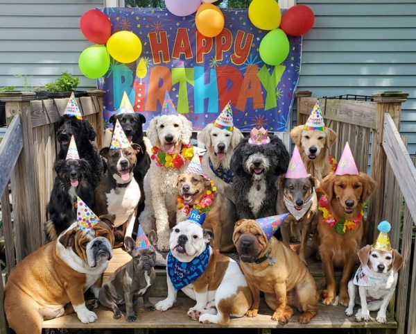 Dogs Party for International Dog Day