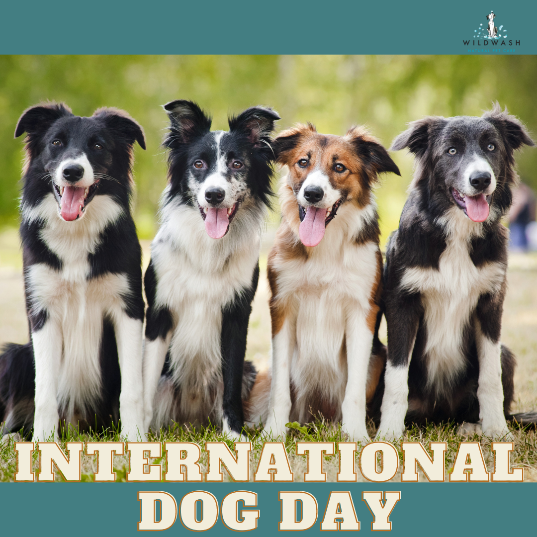 International Dog Day 2021 How to Celebrate and Fun Facts WildWash