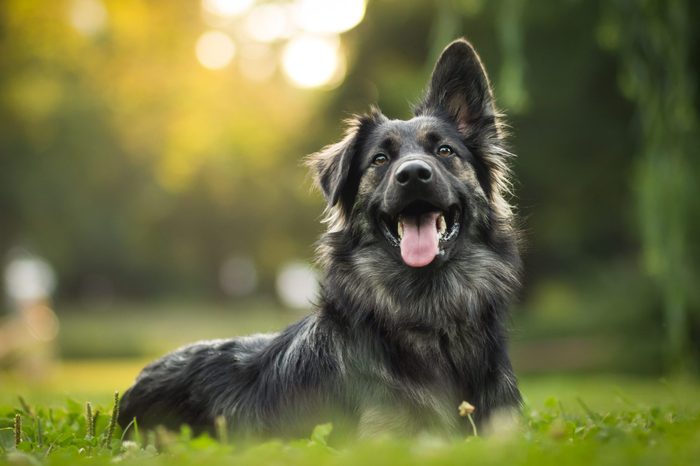 amazing-portrait-of-young-crossbreed-dog-german-shepherd-during-sunset-in-grass-e1576859426599-scaled