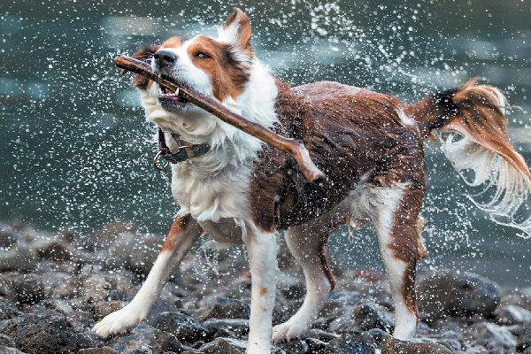 a dog shaking - the quickest way to dry your dog