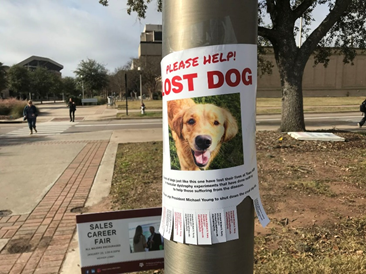dog runs away poster