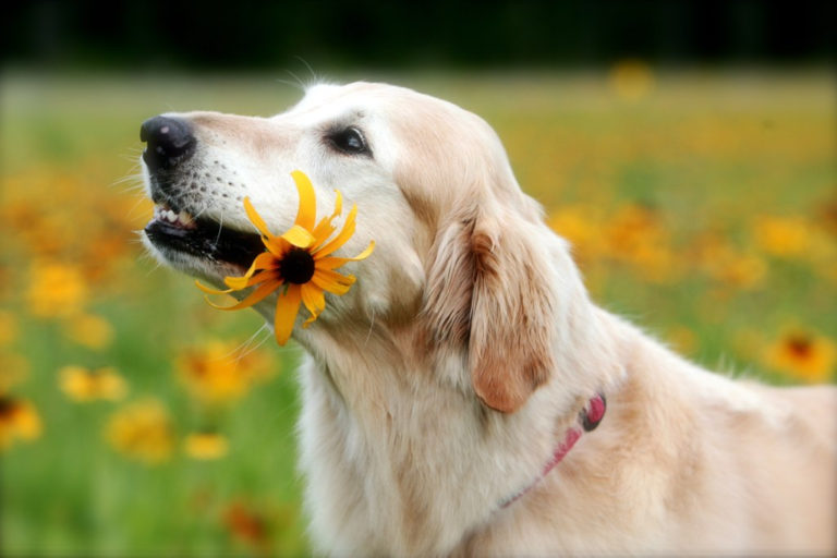 happy flower dog