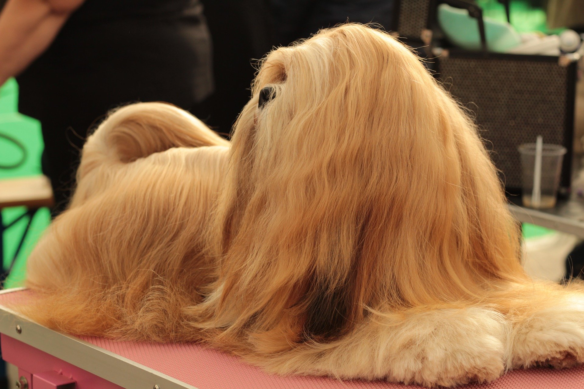 long-haired-dog-at-show