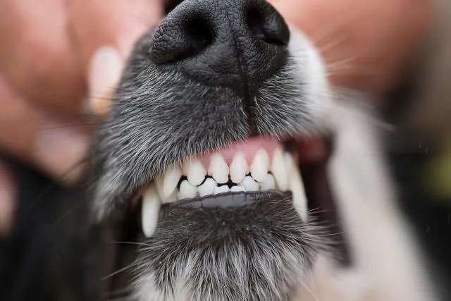 dog body language - mouth