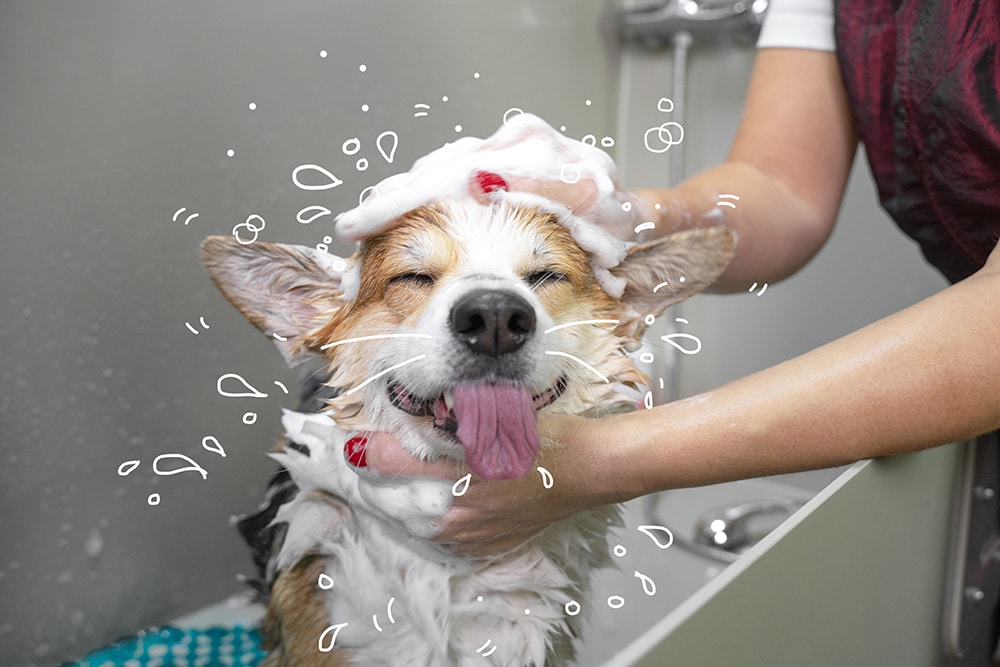 Corgi-enjoying-a-shampoo-bath-1000px
