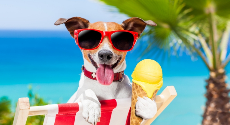 How to cool dogs in best sale hot weather