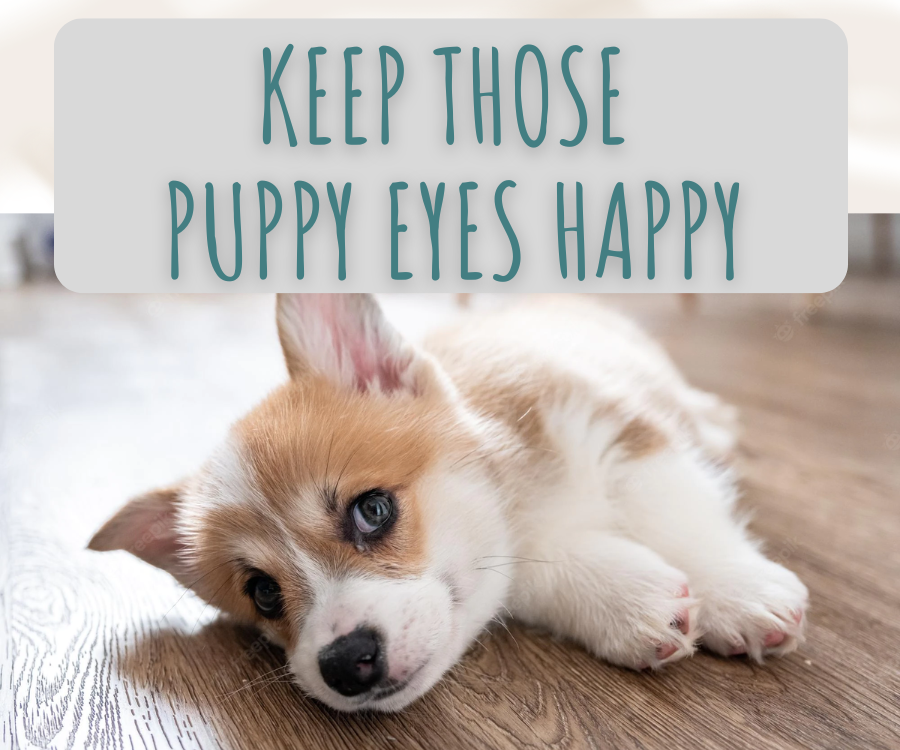 keep those puppy eyes happy