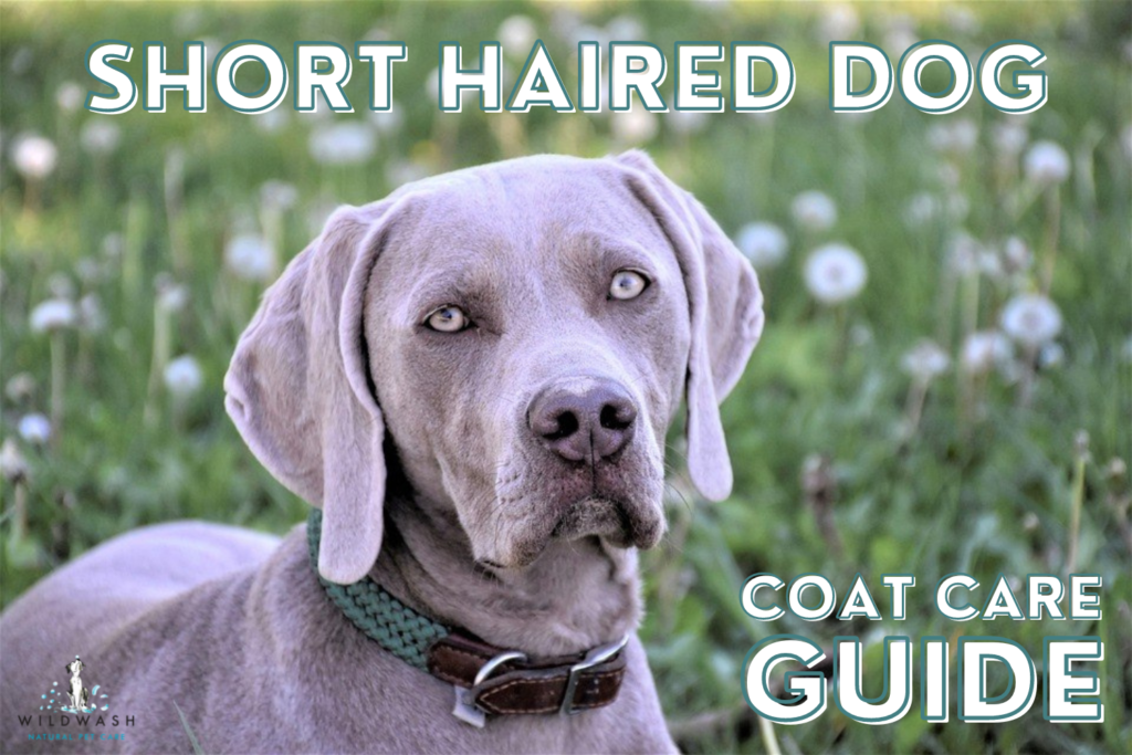 coat care guide for short haired dogs