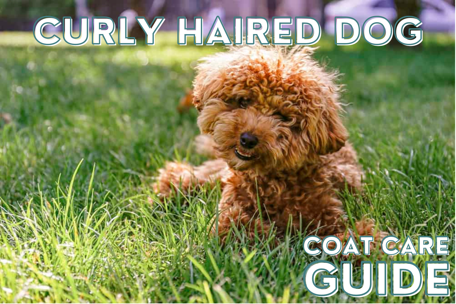 Curly Haired Dog Guide