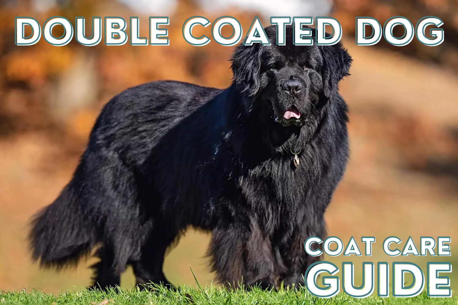 Coat Care Guide for Double Coated Dogs | WildWash Organic London