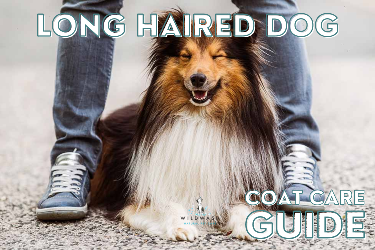 long haired dog coat care guide
