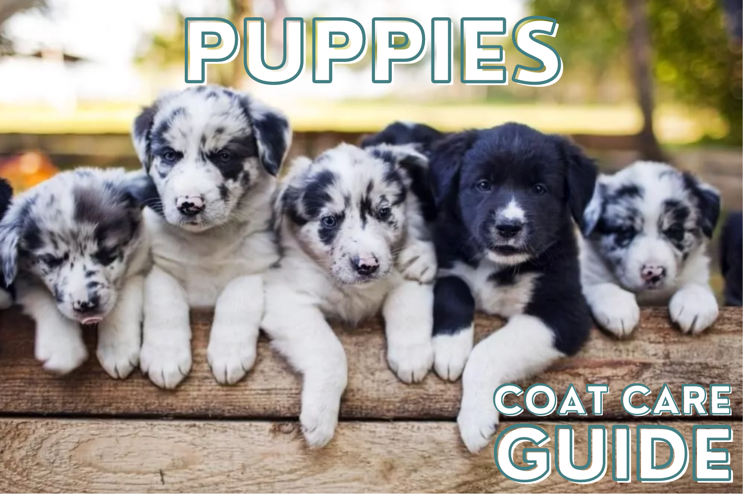 Puppies Coat Care Guide