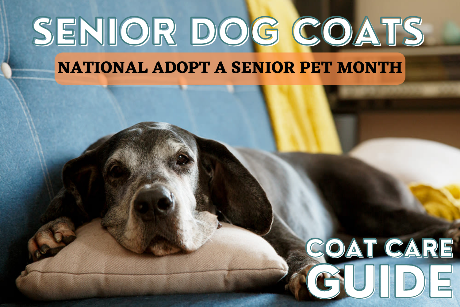 Coat Care Guide for Senior Dogs - Adopt a Senior Pet Month | WildWash