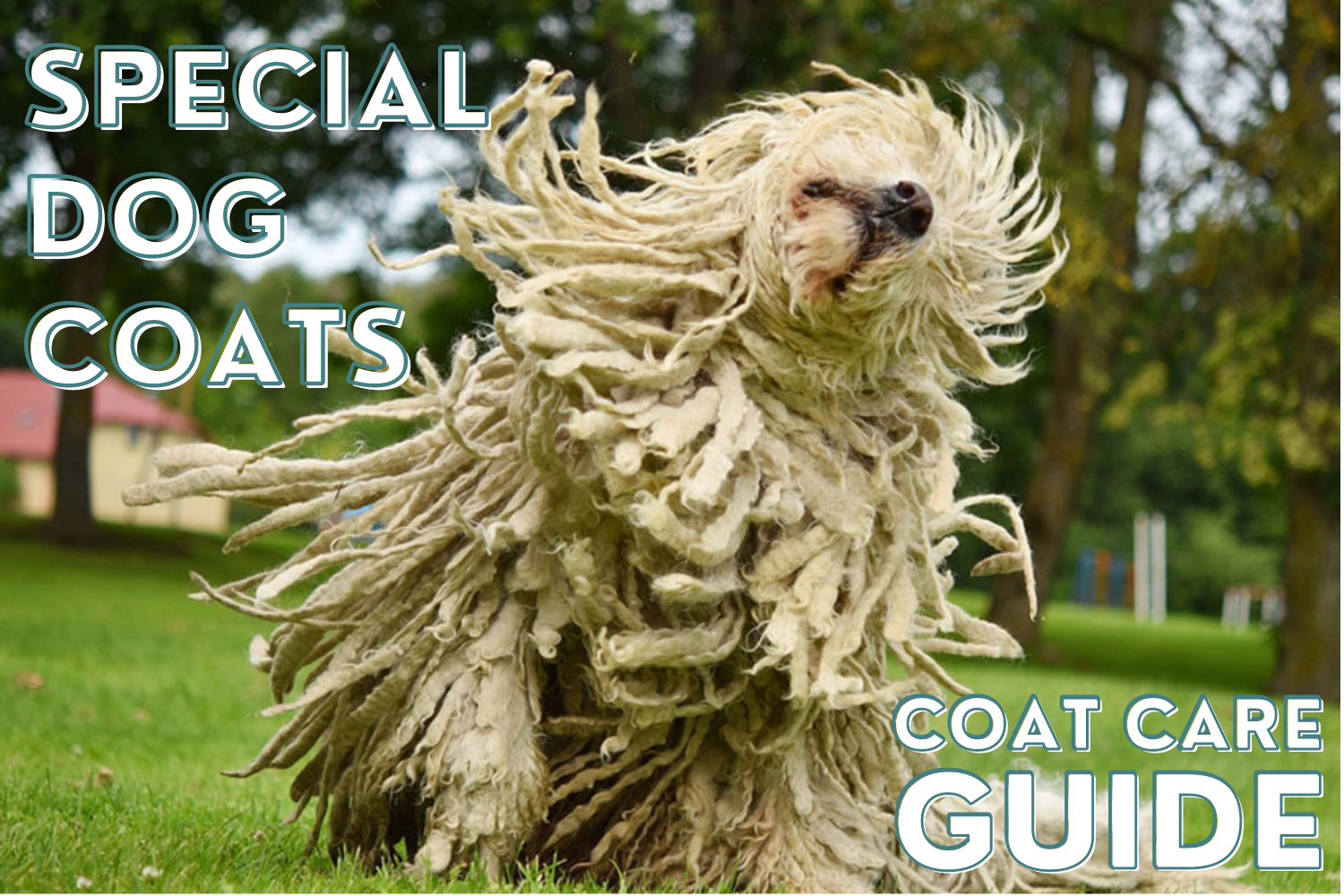 Special Dog Coats
