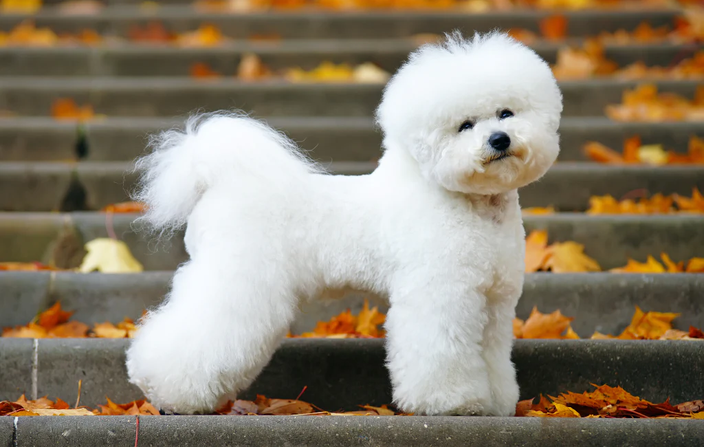 bichon_frise_1024x1024