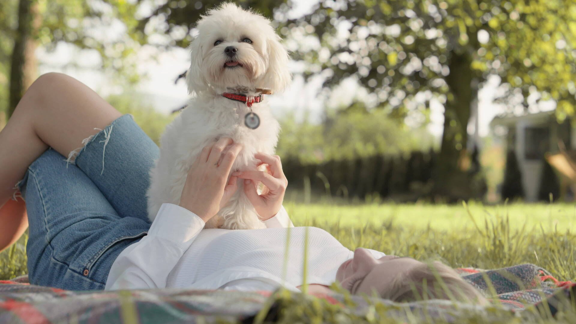 a-dog-sits-astride-the-belly-of-a-young-woman-lying-on-a-blanket-on-the-grass-among-trees-and-the-rays-of-the-sun-love-between-best-friends-man-and-animal-friendship-in-nature-on-a-day-off-video_50