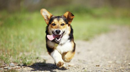 happy-dog-running-outdoors-purple-collar-pet-photography